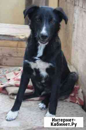 7-ми месячный кобель ищет частный дом Ульяновск