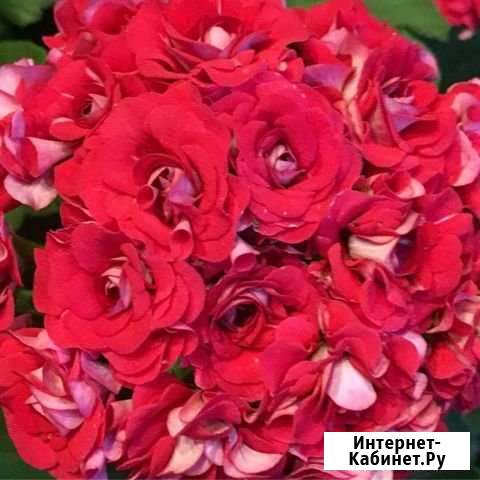 Пеларгония герань Абакан - изображение 1