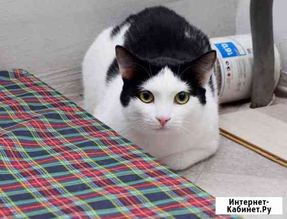 Отдам красивого котика Вологда