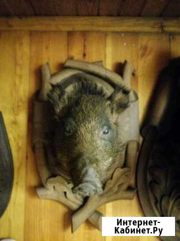 Чучела кабана и косули Калининград - изображение 1