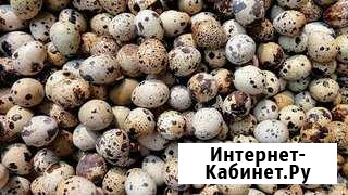 Яйцо перепелинное инкубационное Ярославль - изображение 1