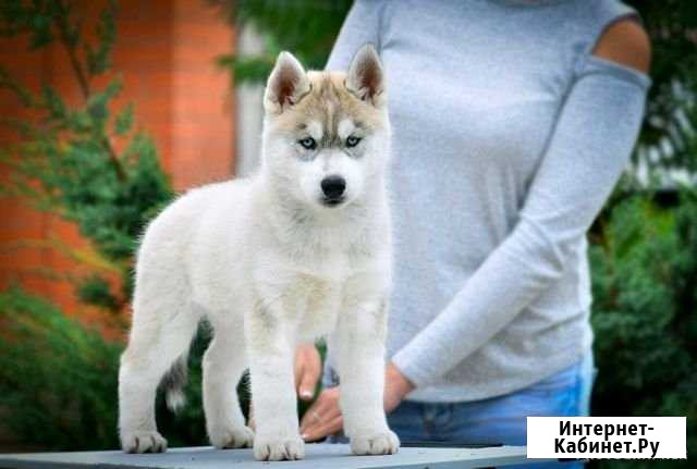 Дионея Уфа - изображение 1