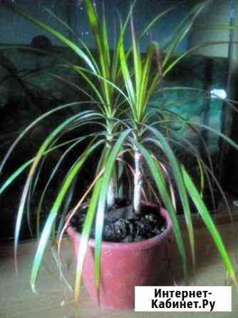 Пальма счастья (Драцена) Нижний Новгород