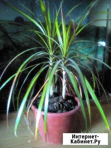 Пальма счастья (Драцена) Нижний Новгород - изображение 1