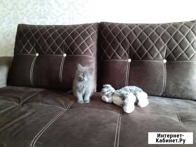 Кошечка Лениногорск - изображение 1