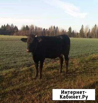 Телка Кинешма - изображение 1