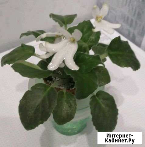 Фиалка мини Ноябрьск - изображение 1