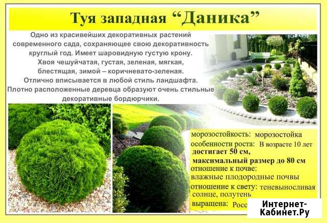 Туя шарообразная Даника, Боулинг, Глоб,Тедди,Гиант Орёл - изображение 1