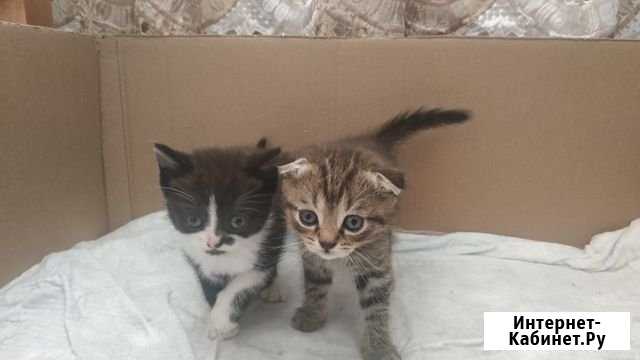 Котята вислоухой шотландской Нальчик - изображение 1