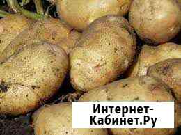 Картофель домашний Губкин