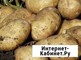Картофель домашний Губкин - изображение 1