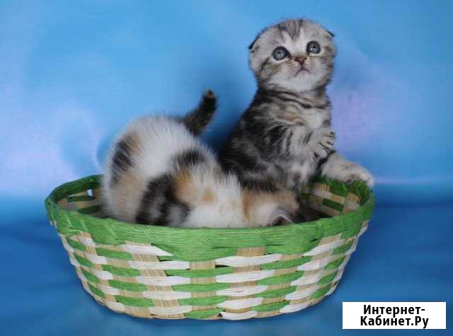 Шоты Нижний Тагил - изображение 1