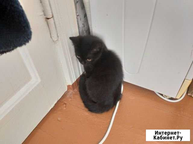 Котенок Прокопьевск - изображение 1