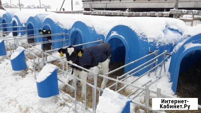 Бычки на продажу Воронеж - изображение 1