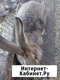 Продам кроликов крупной породы Авдон - изображение 1
