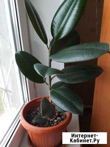 Фикус Йошкар-Ола - изображение 1