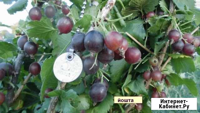 Саженцы неприхотливых кустарников Александровка - изображение 1