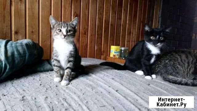 Подарю котиков Можайск - изображение 1
