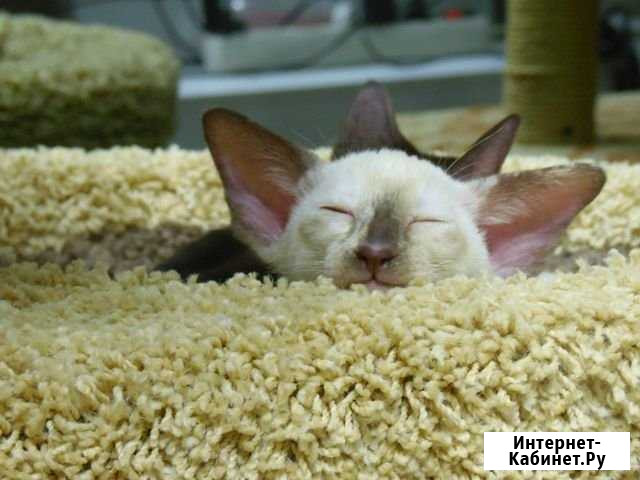 Ориентальные котята Кстово - изображение 1