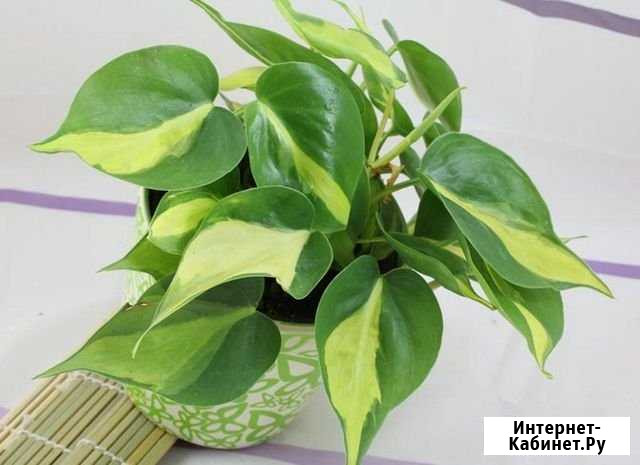 Филадендрум лазающий Омск - изображение 1