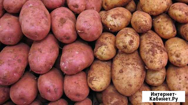 Картофель из Суздальского района Владимир - изображение 1