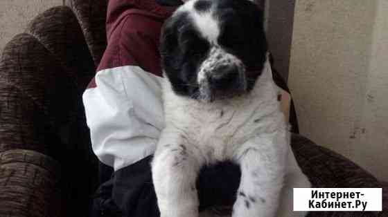 Щенки среднеазиатской овчарки Ульяновск