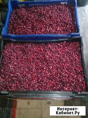 Продам клюкву Сыктывкар - изображение 1