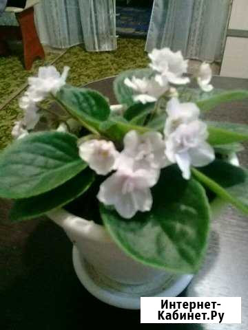 Фиалки Кострома - изображение 1