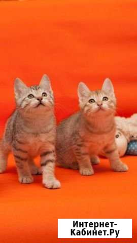 Клубные малыши курильского бобтейла Тверь - изображение 1