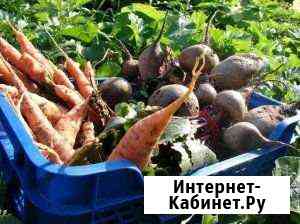 Домашние овощи и корнеплоды Гурьевск