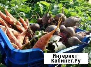 Домашние овощи и корнеплоды Гурьевск - изображение 1