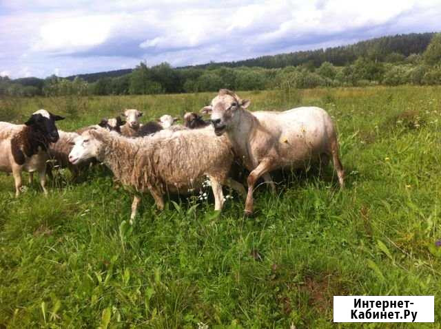 Продам овец, баранов, ягнят (Кунгурский район) Кунгур - изображение 1