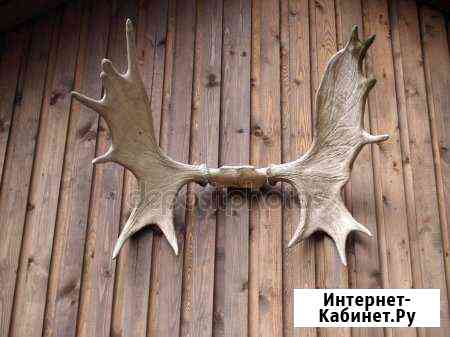 Рога Ухта