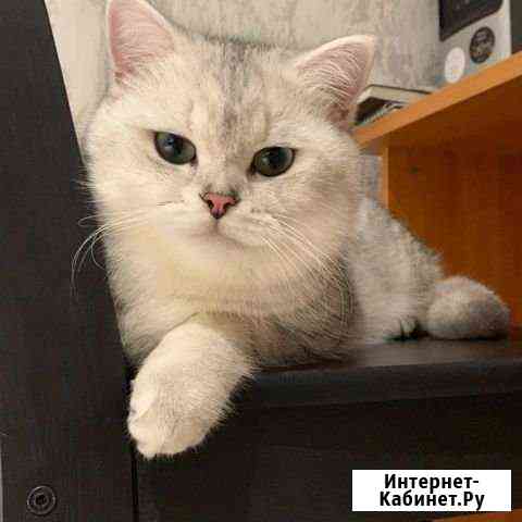Котик ищет невесту Октябрьский