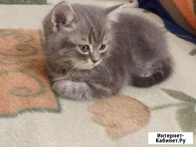 Шотландские котята Новошахтинск - изображение 1