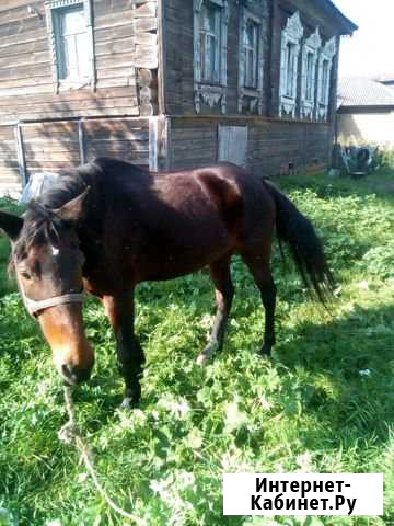 Продам кобылу Семибратово - изображение 1