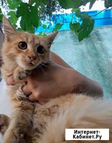 Котенок в добрые руки Высокое - изображение 1