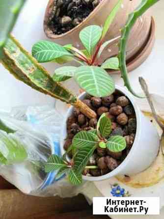 Цветы, молочай Псков