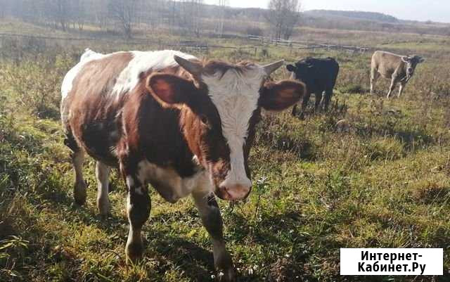 Айширский бык 8 мес Смоленск - изображение 1