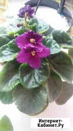 Продам фиалки в горшках Смоленск