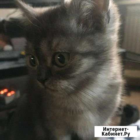 Котенок Каменск-Уральский - изображение 1