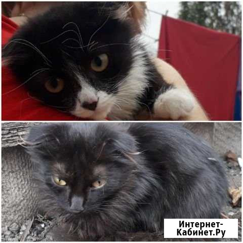Котята мышеловы ищут свой дом Волоконовка - изображение 1