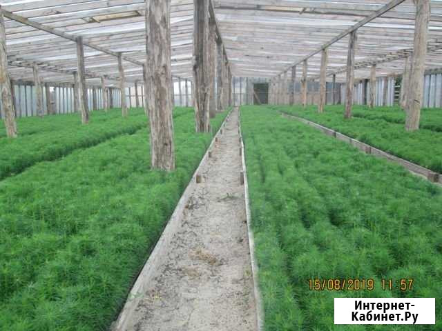 Сеянцы сосны обыкновенной Брянск - изображение 1