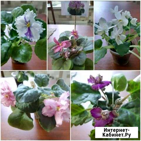 Фиалка Ноябрьск - изображение 1