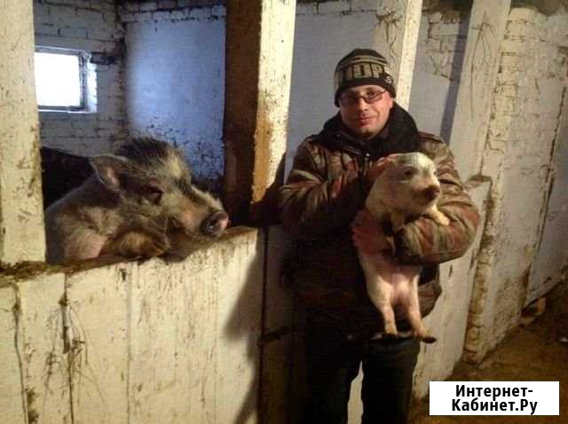 Поросята вьетнамские Новый Торъял - изображение 1