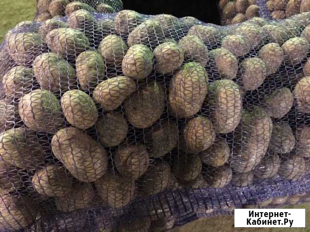 Картофель Гала оптом Нижний Новгород - изображение 1