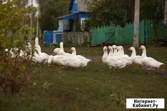 Мясо Гуся Екатеринбург