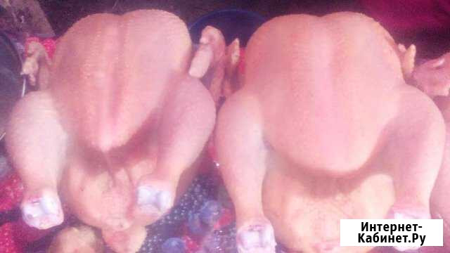 Бройлер на мясо Бутурлиновка - изображение 1