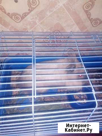 Продам дикоротивного кролика.с клеткой.Звоните Белово - изображение 1