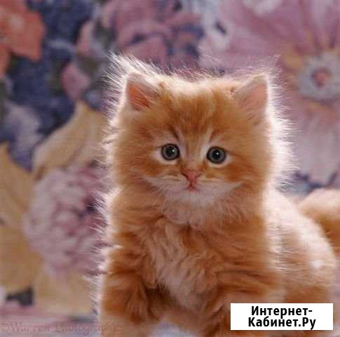 Ищу рыжего котенка Славгород - изображение 1
